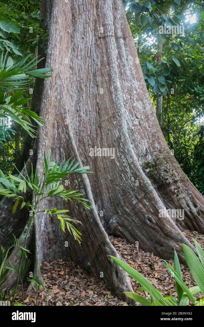 Heritage trees, Singapore Botanic Gardens Stock Photo Alamy