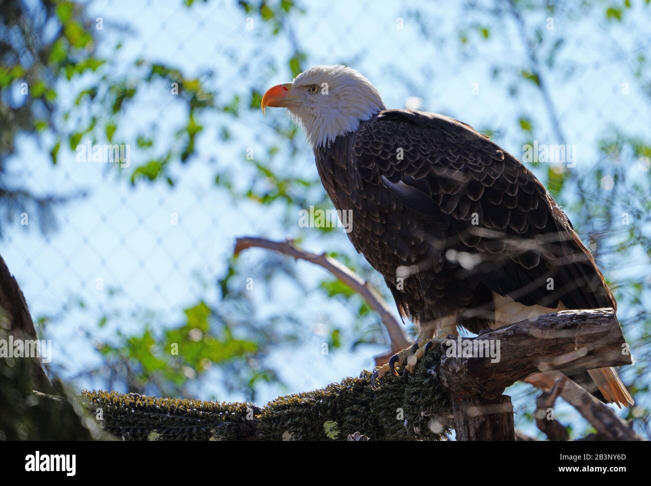 American black and white bald eagle Stock Photo - Alamy