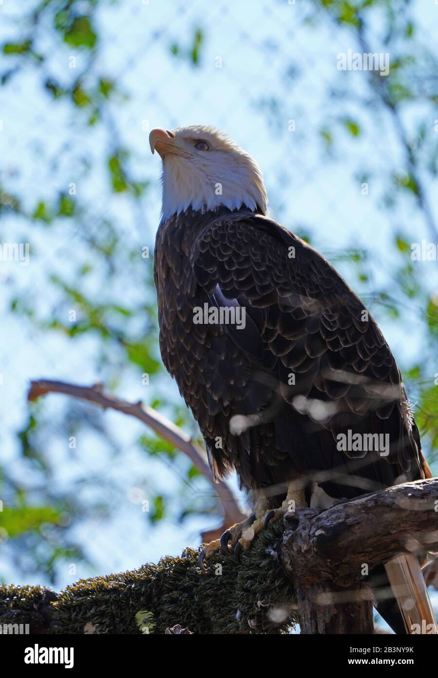 American black and white bald eagle Stock Photo - Alamy