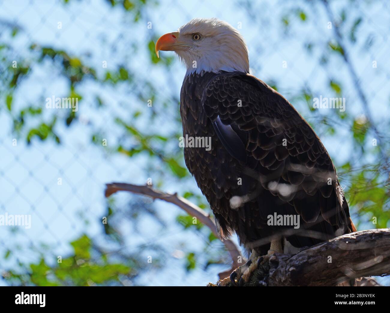 American black and white bald eagle Stock Photo - Alamy