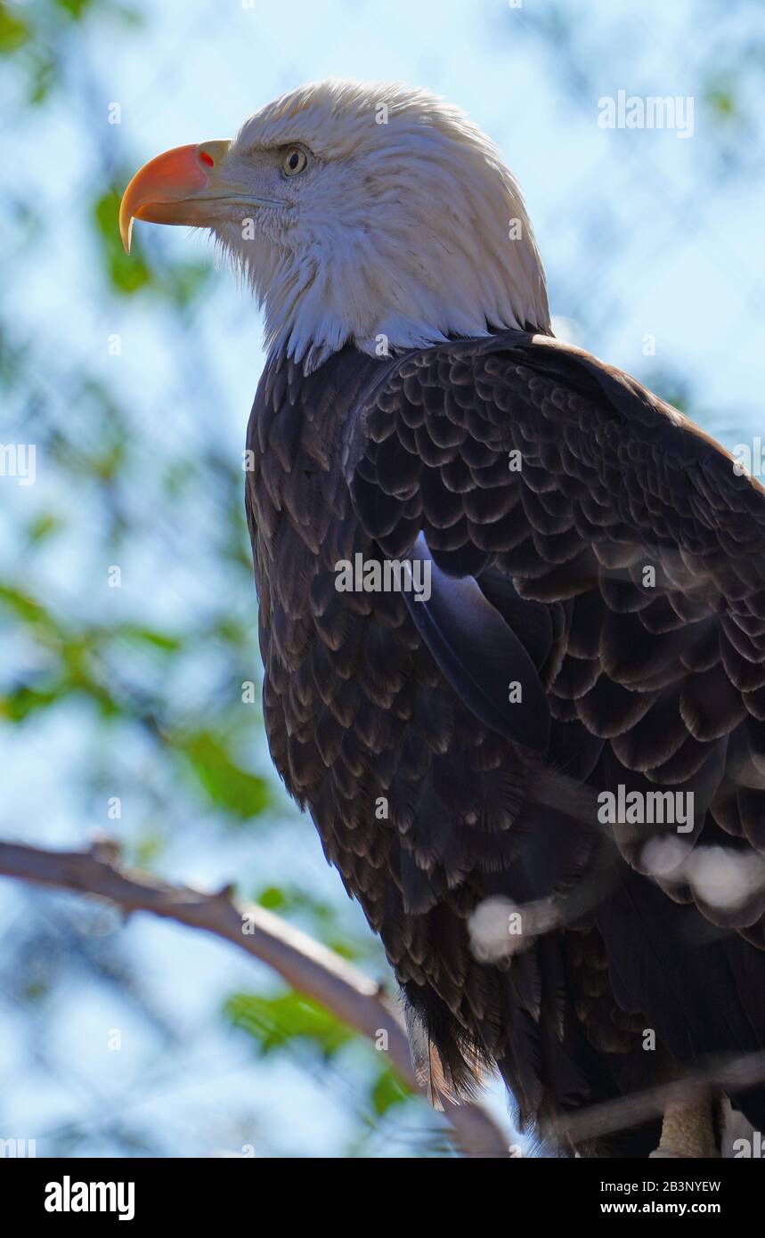 American black and white bald eagle Stock Photo - Alamy