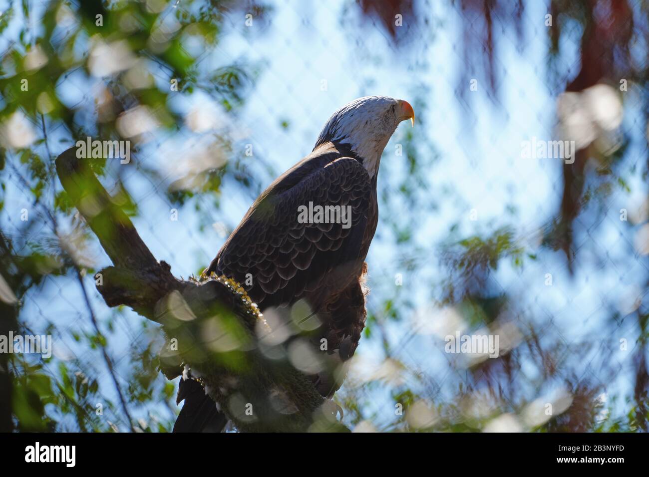 American black and white bald eagle Stock Photo - Alamy