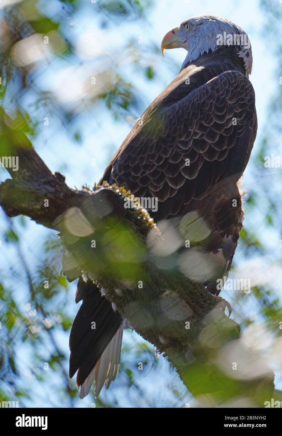 American black and white bald eagle Stock Photo - Alamy