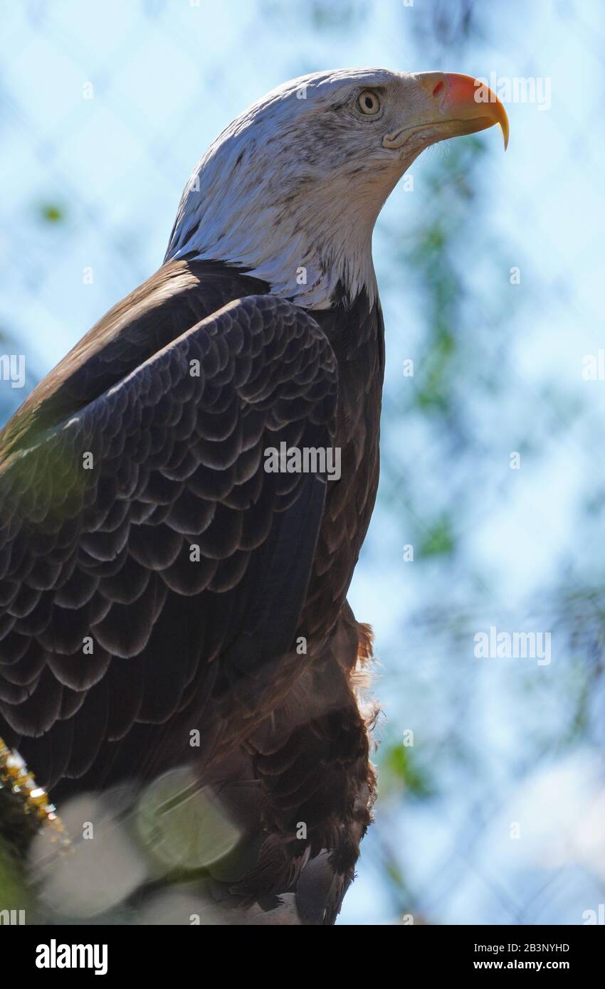 American black and white bald eagle Stock Photo - Alamy