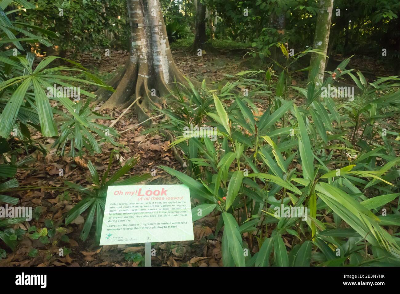 Heritage trees, Singapore Botanic Gardens Stock Photo Alamy