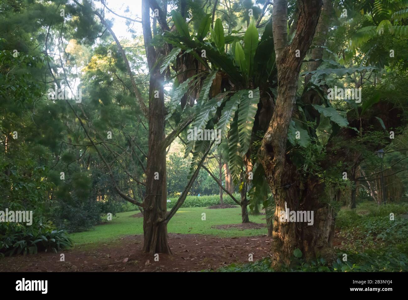 Heritage trees, Singapore Botanic Gardens Stock Photo Alamy