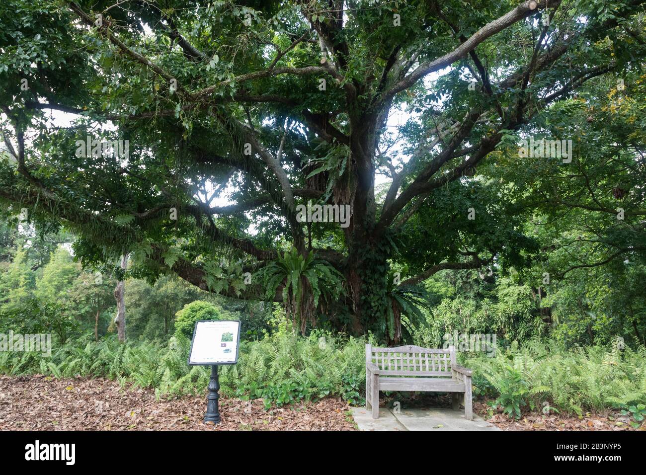 Monkey pot tree, Singapore Botanic Gardens Stock Photo