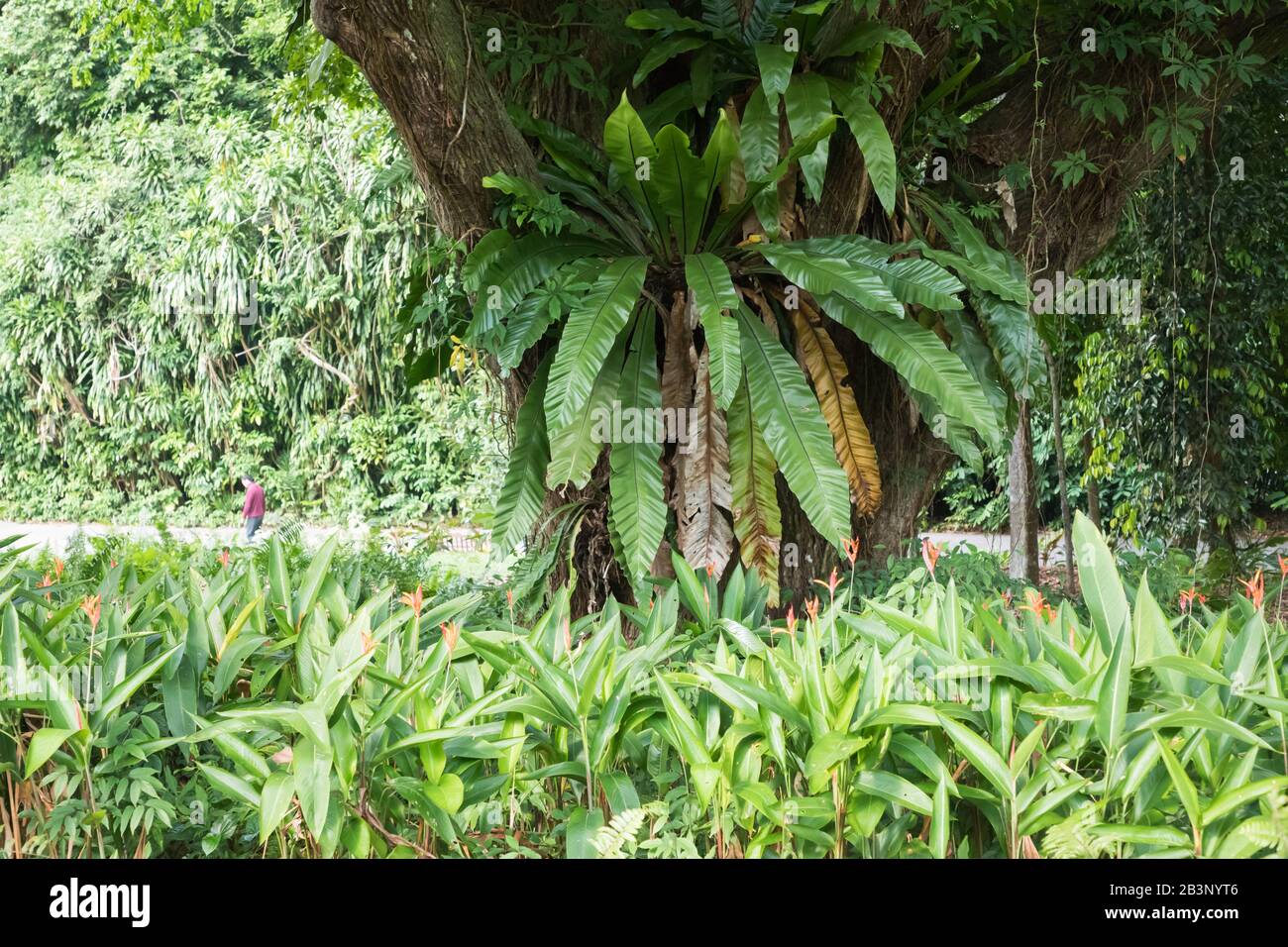 Huge epiphyte in Singapore Botanic Gardens, Singapore Stock Photo