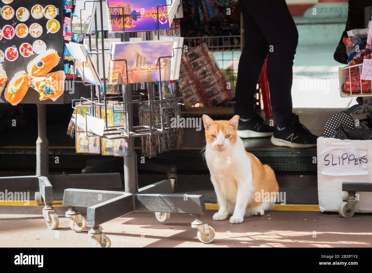 Cat sitting outside a souvenir shop, Singapore Stock Photo Alamy