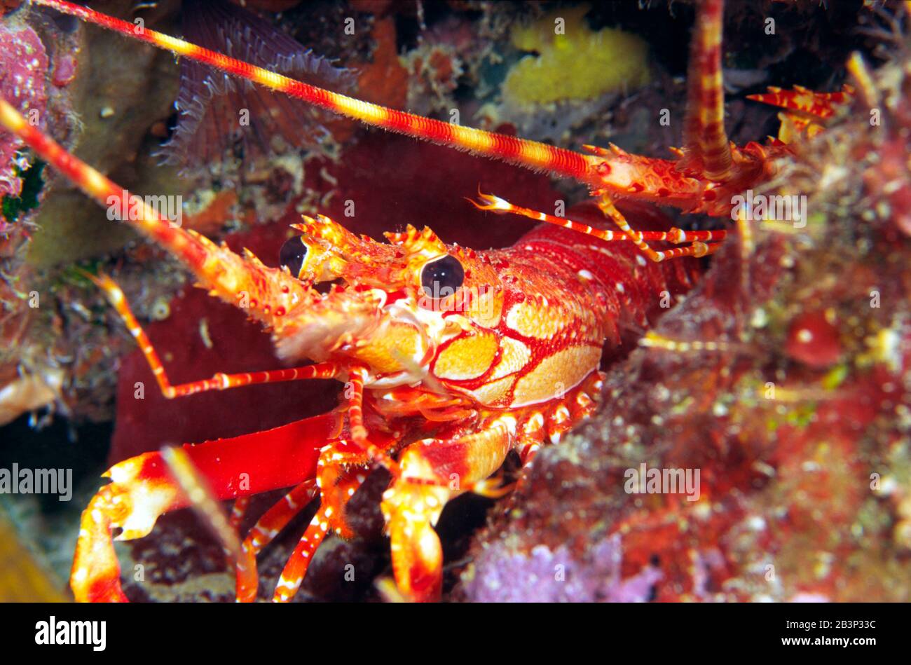 Karibik - Languste - Hunter Stock Photo