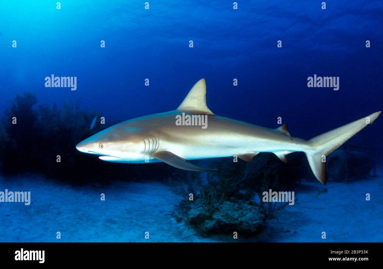 Tauchen in der Karibik - Riffhai Stock Photo