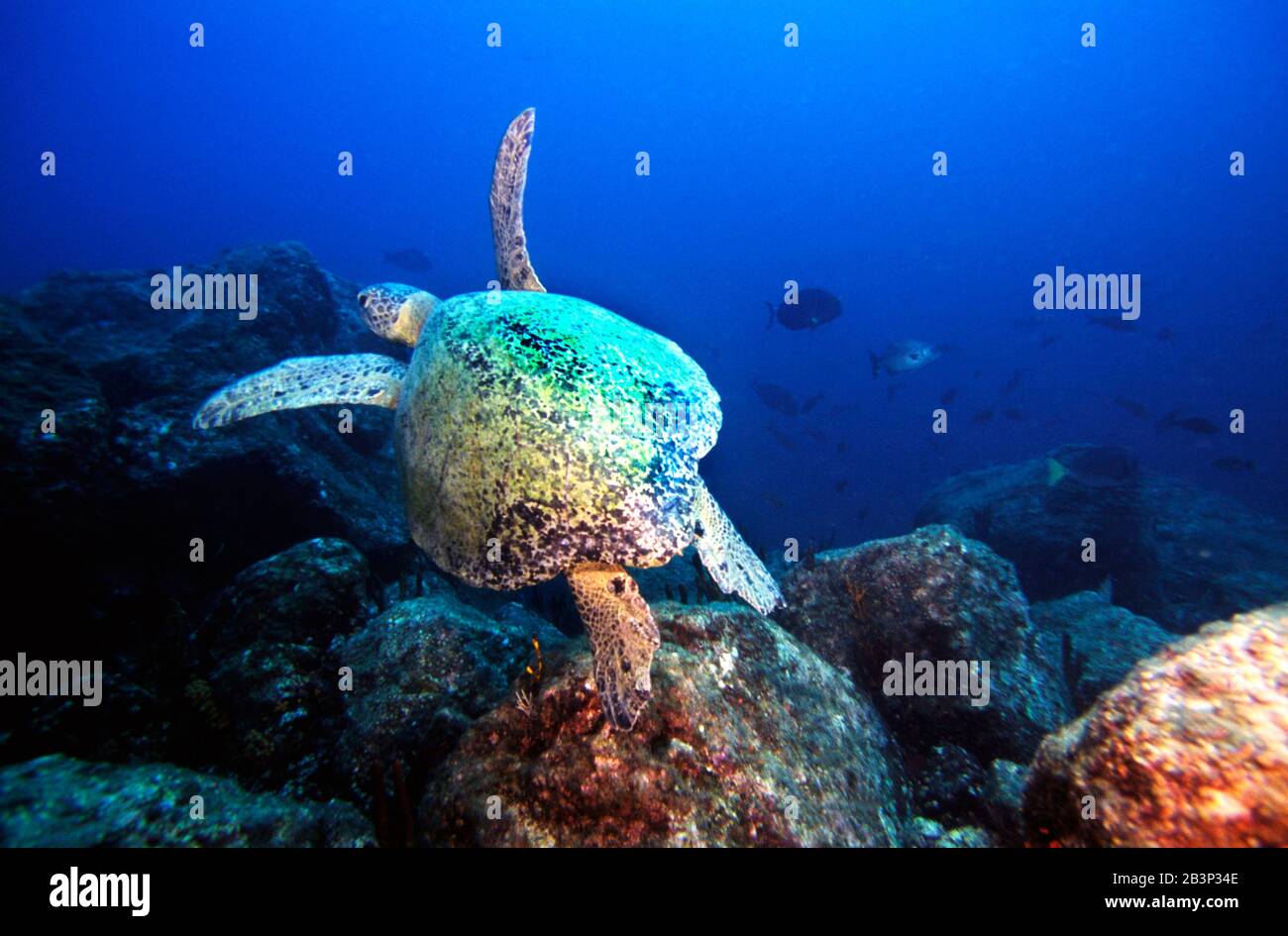 Karibik - Gruene Schildkroete Stock Photo