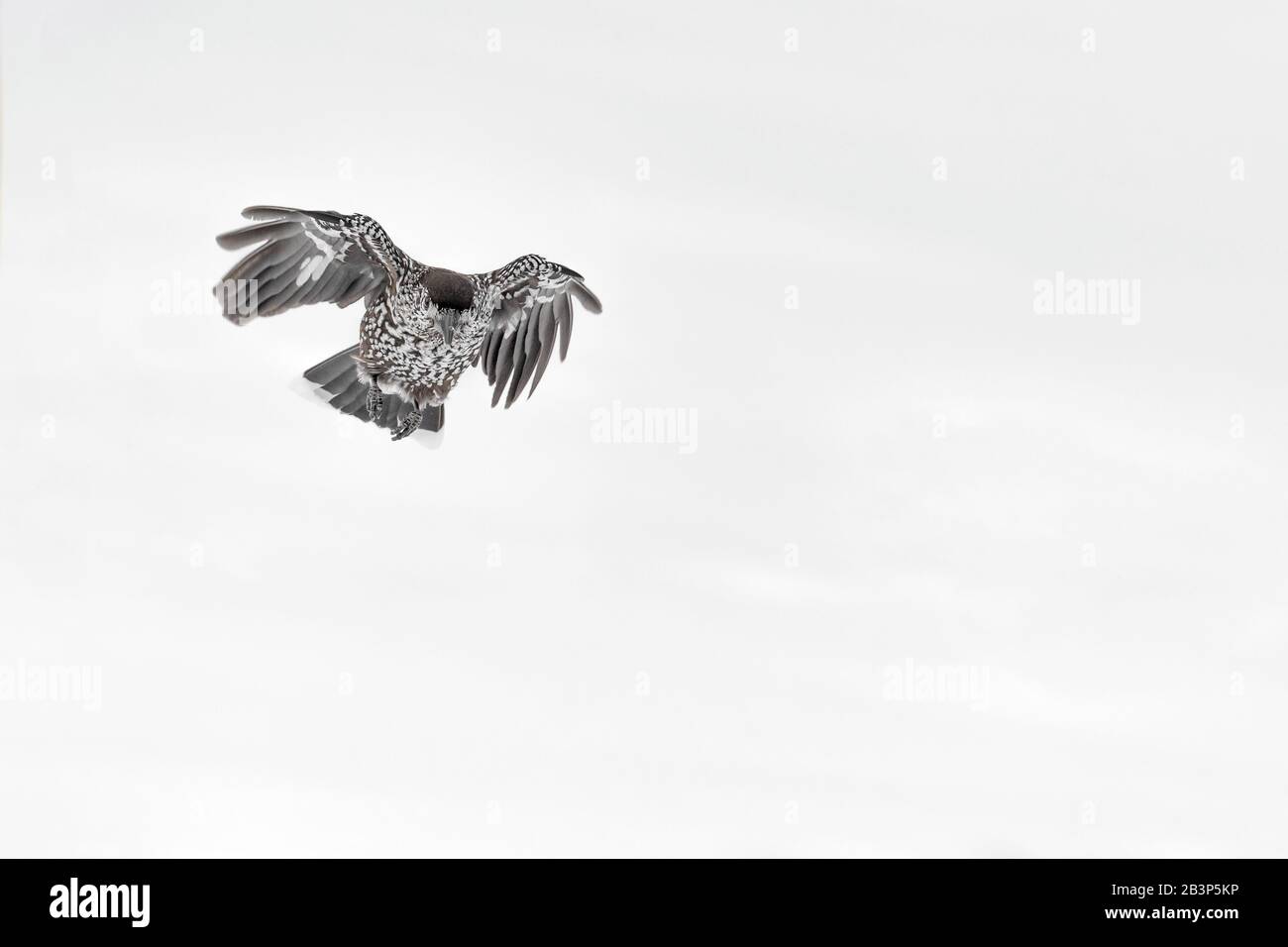 Eurasian nutcracker in flight on snow (Nucifraga caryocatactes) Stock Photo