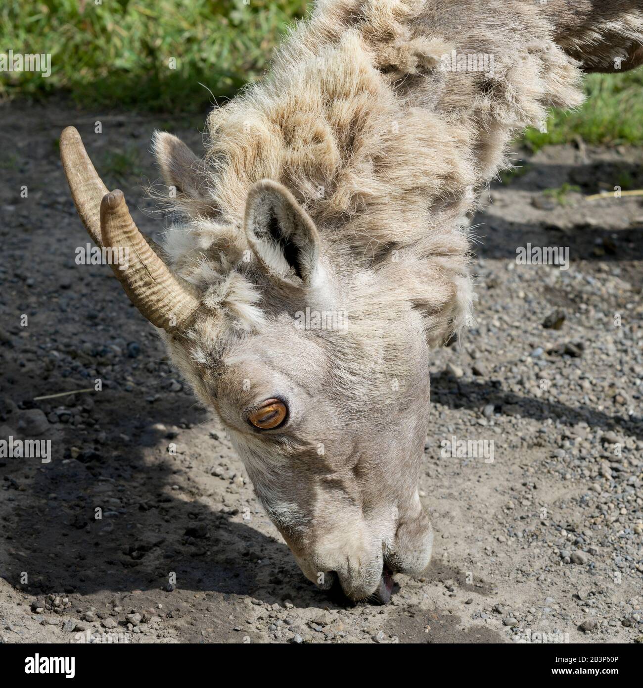 Bighorn sheep grazing, Alberta, Canada Stock Photo