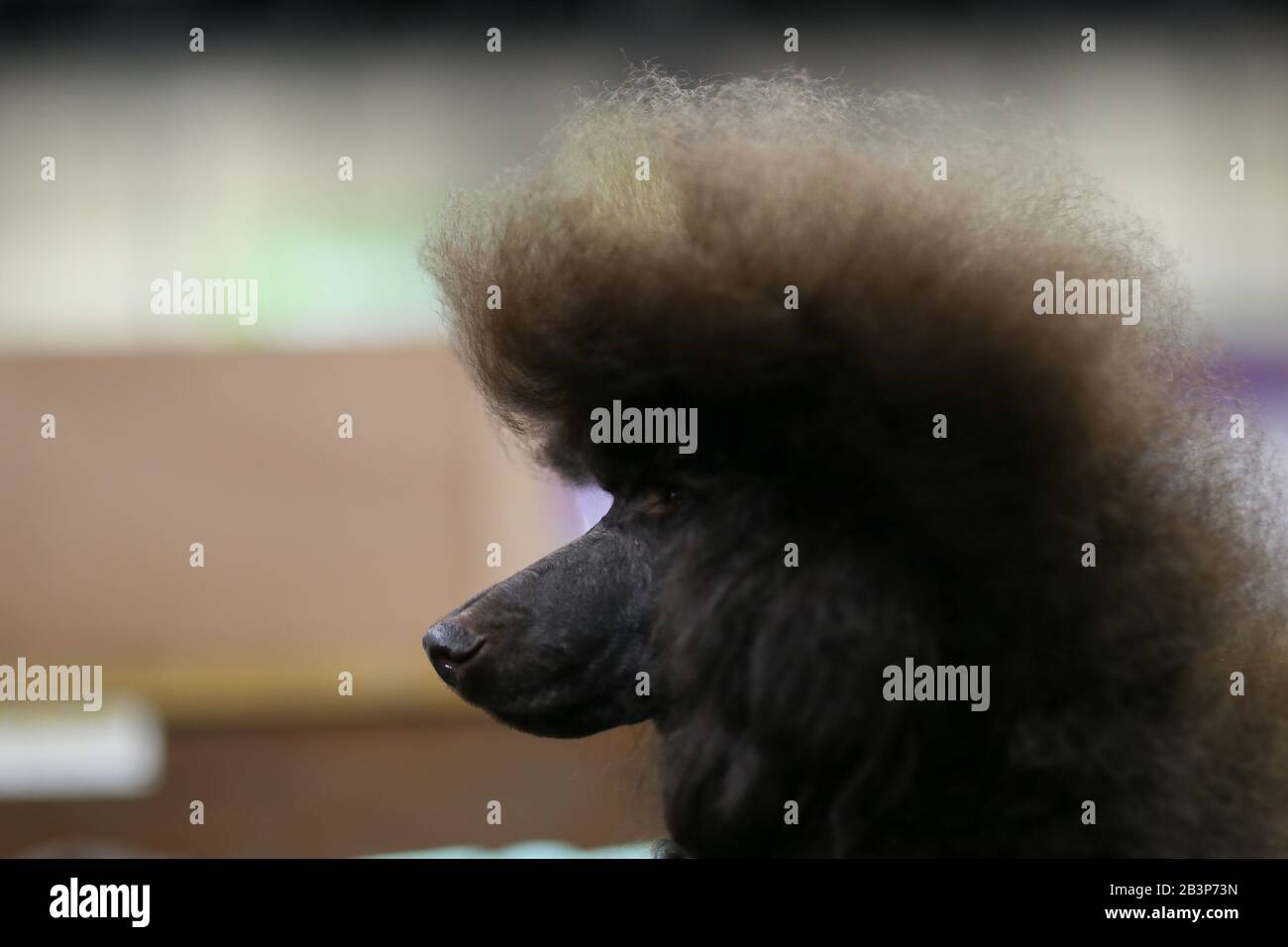 Birmingham NEC, UK. 5th Mar, 2020. A standard poodle with a bit of Teddyboy hair cut waits patiently at Crufts 2020 at the NEC, Birmingham Credit: Peter Lopeman/Alamy Live News Stock Photo