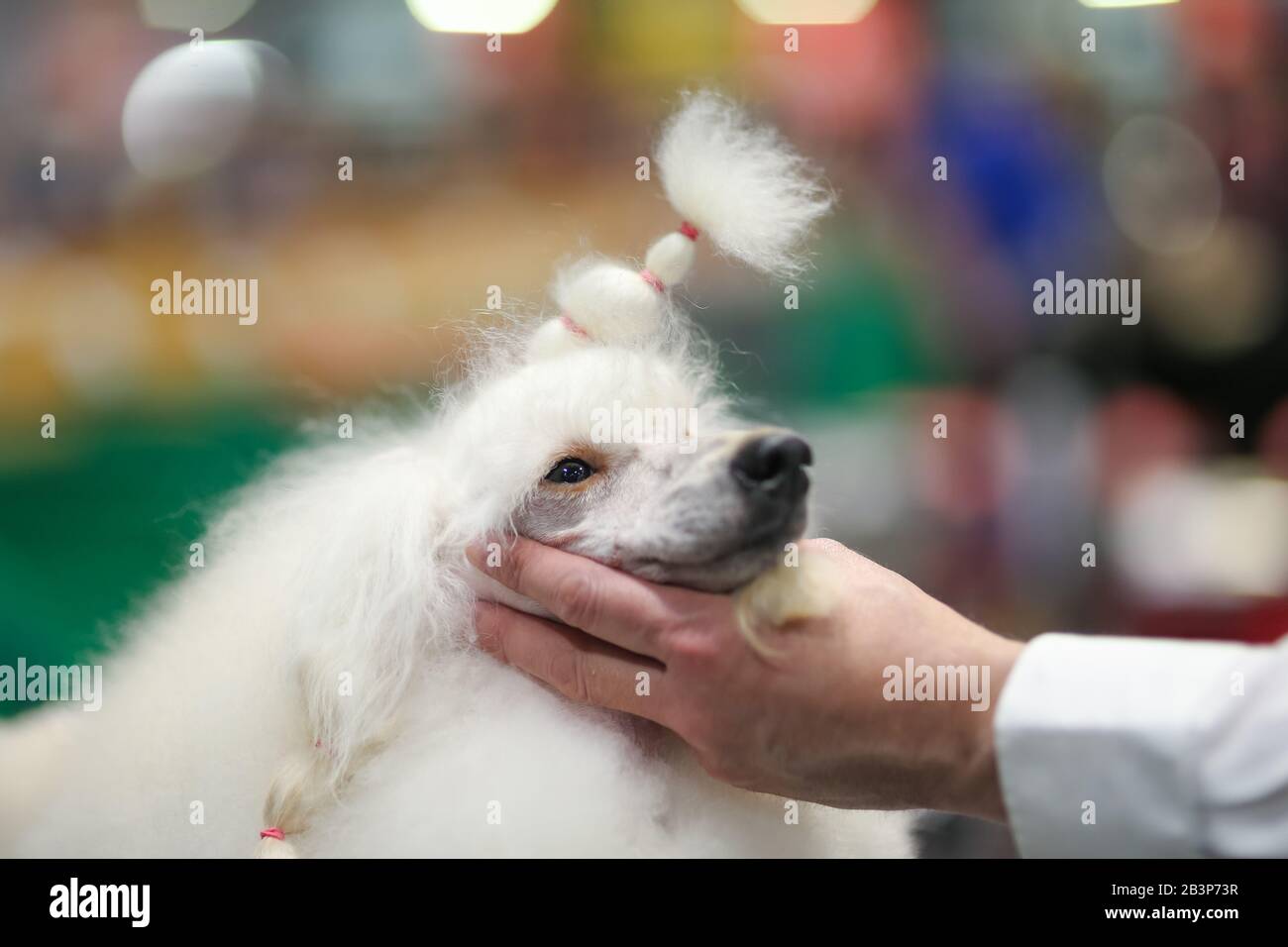 Birmingham NEC, UK. 5th Mar, 2020. A miniature poodle has a lst minute grooming session at Crufts 2020 at the NEC, Birmingham Credit: Peter Lopeman/Alamy Live News Stock Photo