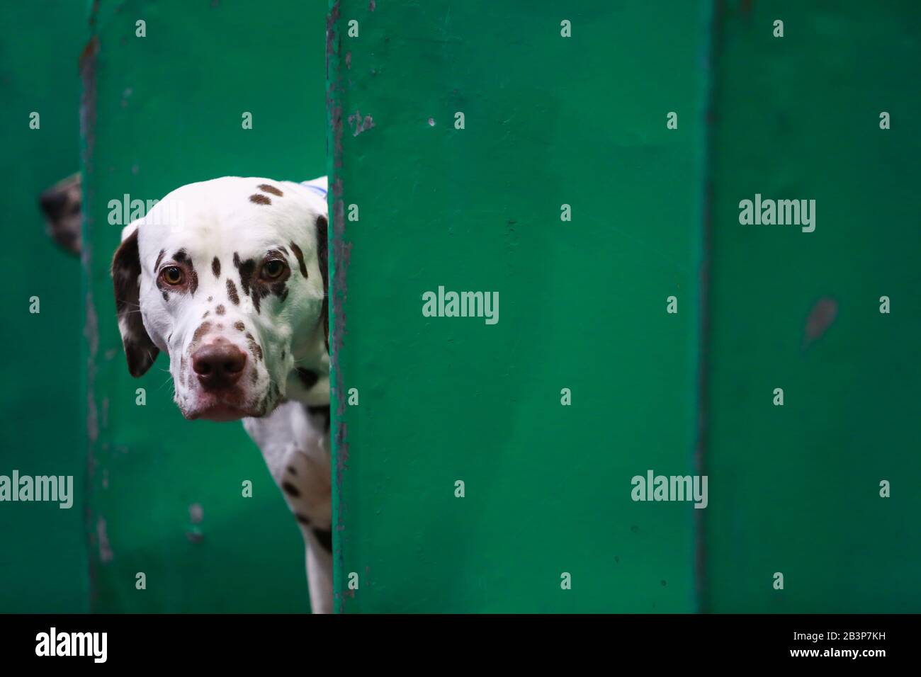 Dalmatian dogs crufts dog show hi-res stock photography and images - Alamy