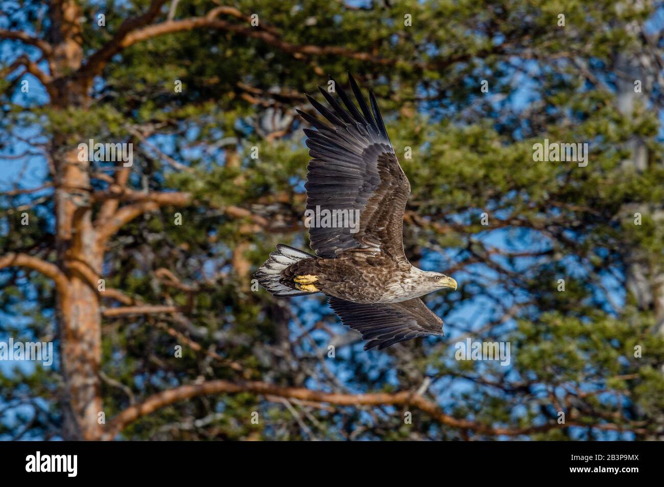 White-tailed eagle  in flight. Scientific name: Haliaeetus albicilla, Ern, erne, gray eagle, Eurasian sea eagle and white-tailed sea-eagle. Summer sea Stock Photo