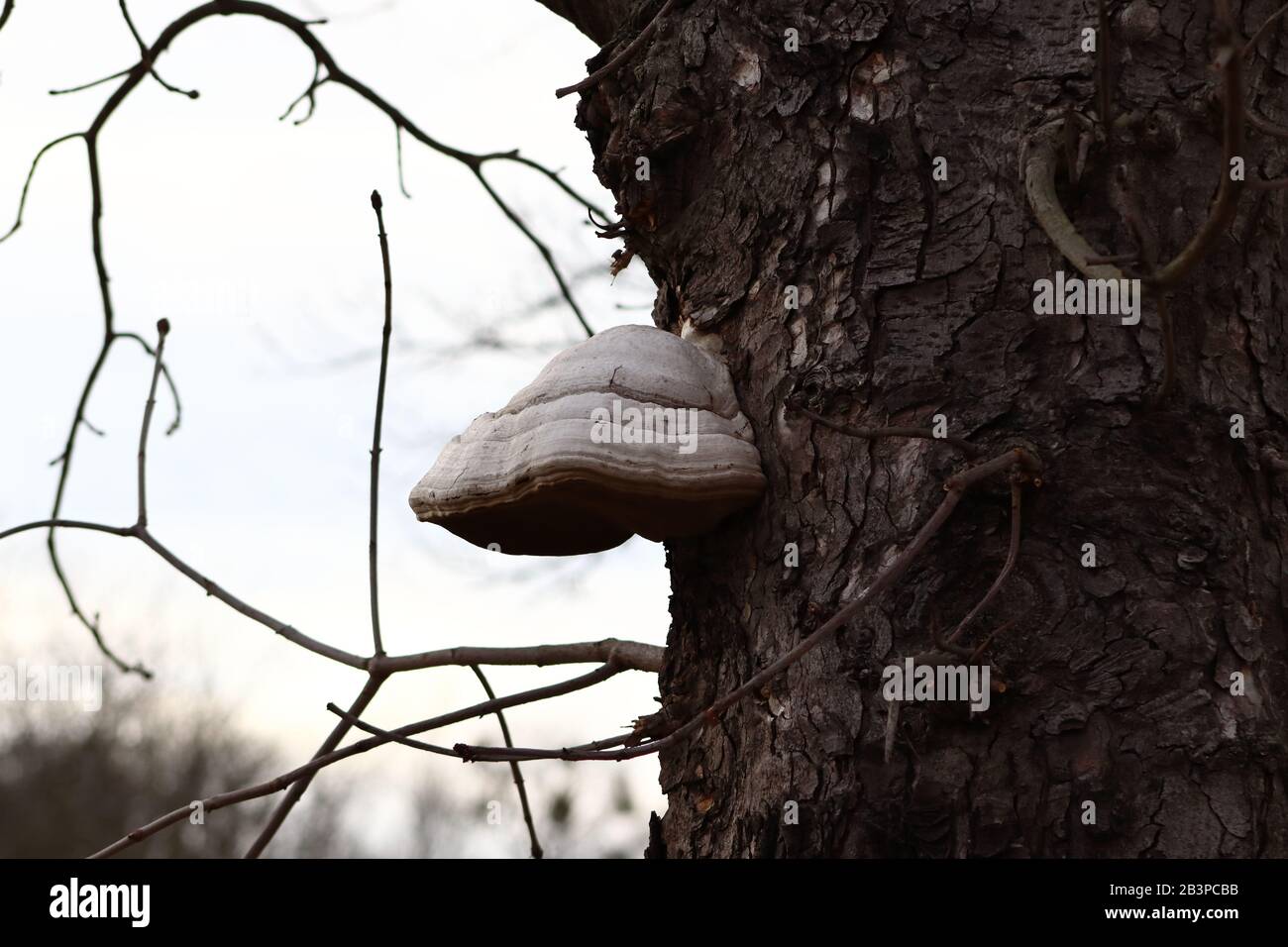 Mushroom growing on side of tree Stock Photo Alamy