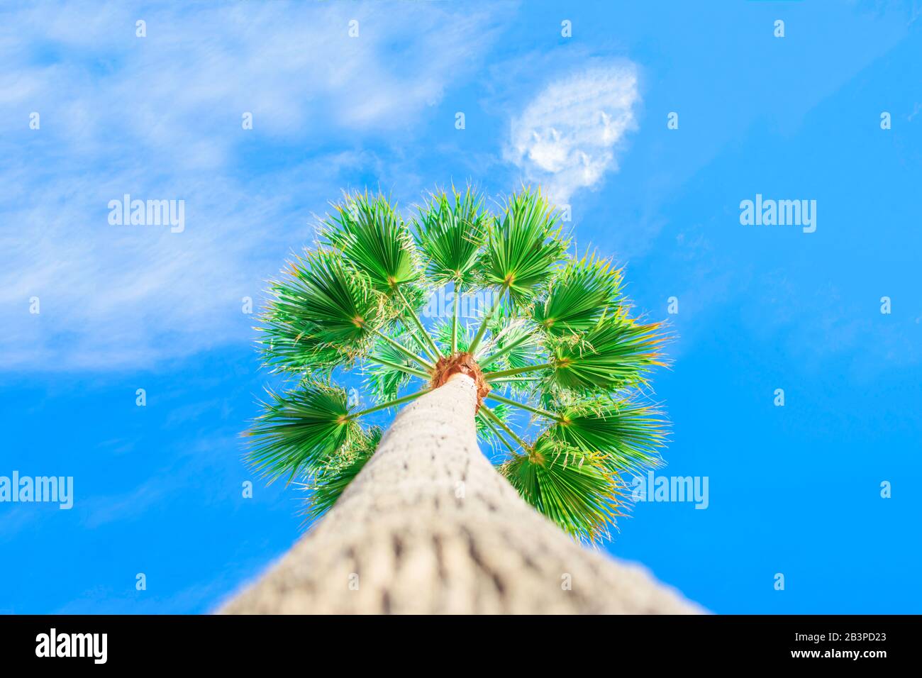 Green foliage of tall palm trees on background of blue sky. Livistona Rotundifolia or fan palm. Stock Photo