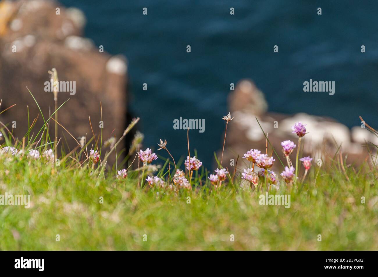 Purple flowers growing on the cliffs with blurred sea background, Isle of Skye Stock Photo