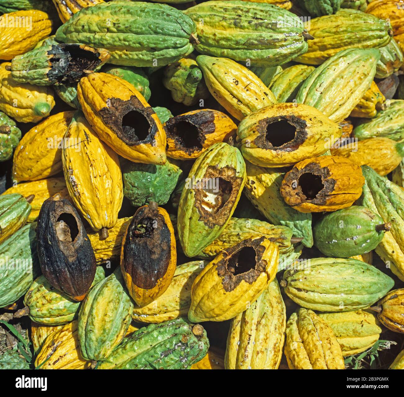 Rat Rattus Sp Or Squirrel Funambulus Sp Damage To Mature Cocoa Pods In A Plantation Theobroma Cacao Malaysia Stock Photo Alamy