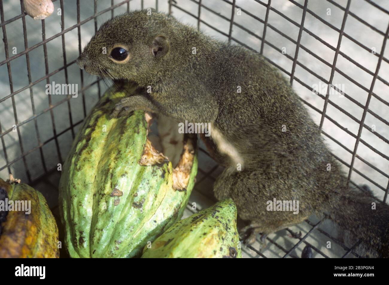 Caged trapped squirrel (Funambulus sp.) pest of cocoa which cvauses severe damage in plantations, Malaysia, February Stock Photo