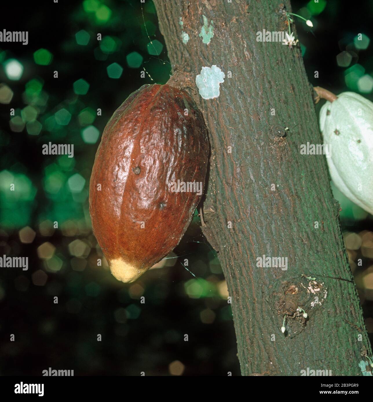 Black pod or fruit rot (Phytophthora palmivora) infected cocoa pod on the bush, Malaysia, February Stock Photo