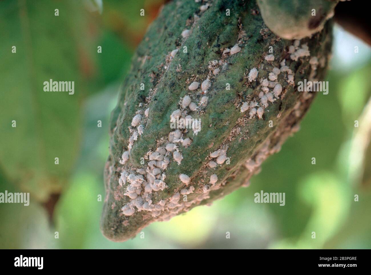 Cocoa or coffee mealybug (Planococcus lilacinus) infestation on mature