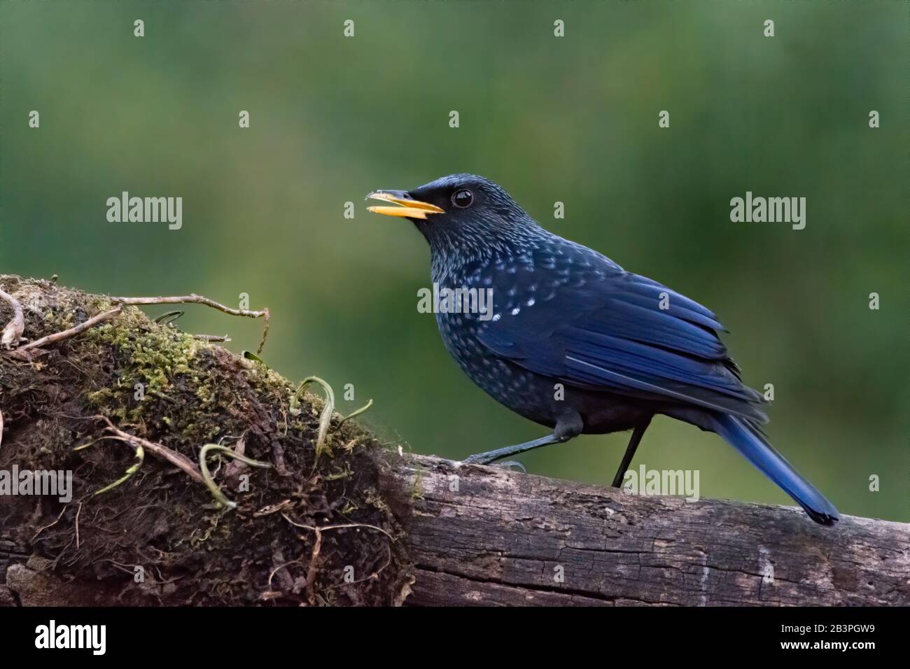 Human like whistling bird hires stock photography and images Alamy