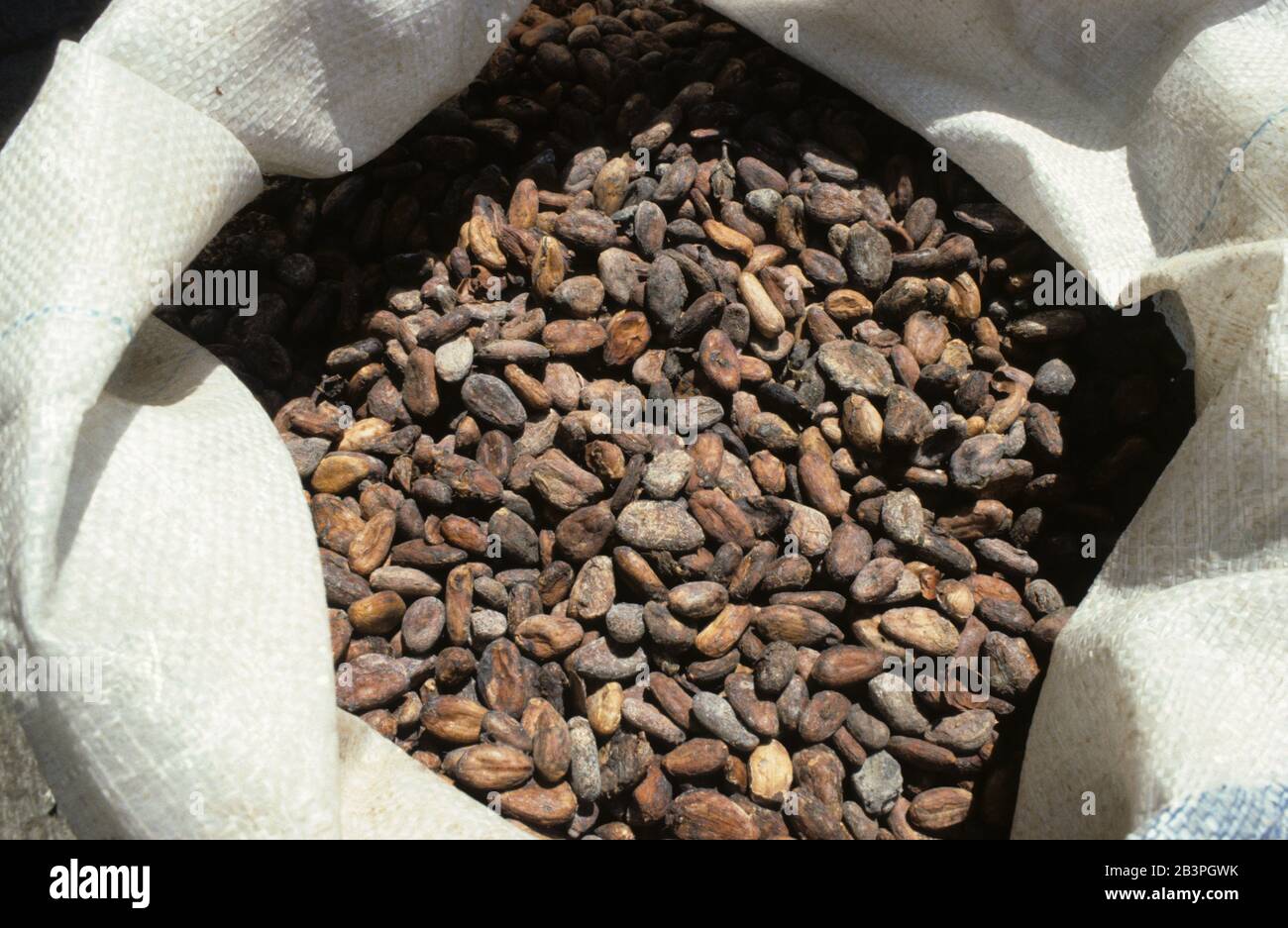 Dried fermented cocoa (Theobroma cacao) beans in a sack for processing into chocolate and other products, Mindanao, Philippines, February Stock Photo