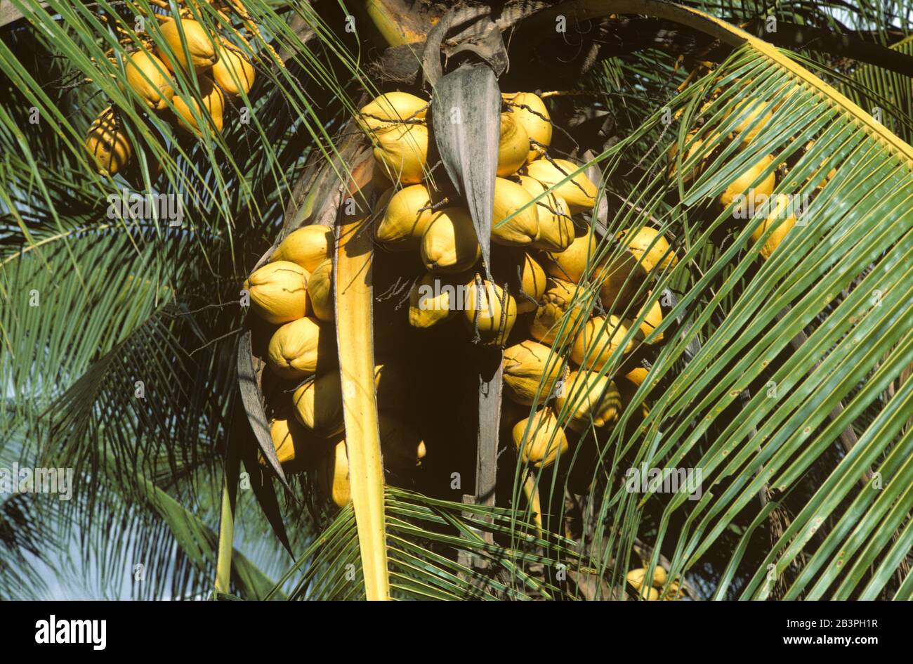 Mature coconuts on a heavily fruiting dwarf hybrid coconut (Cocos nucifera) palm on Mindanao, the Philippines, February, Stock Photo