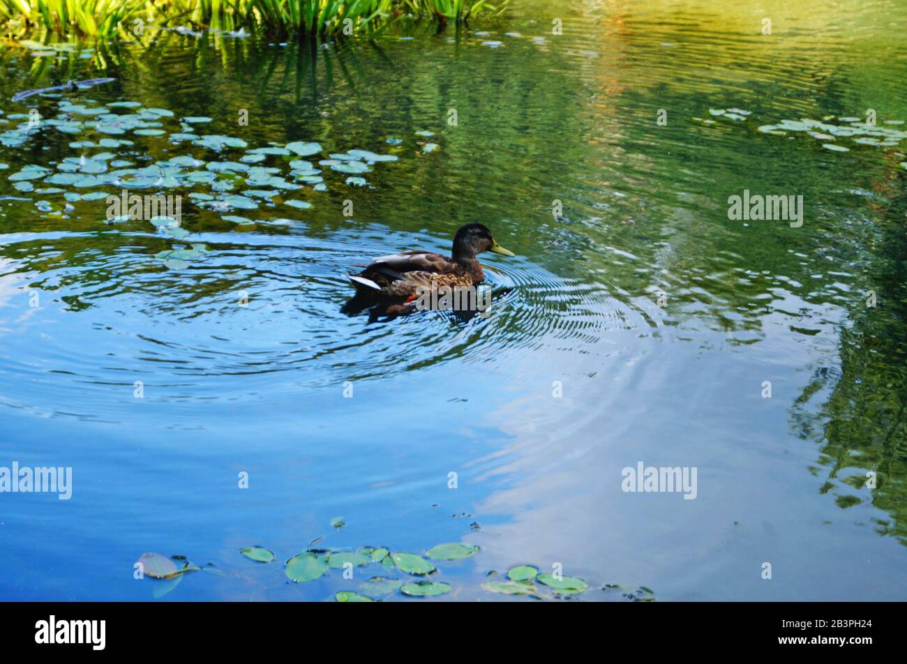 A duck with brown, white and black feathers sits on a lake on a sunny summer day Stock Photo