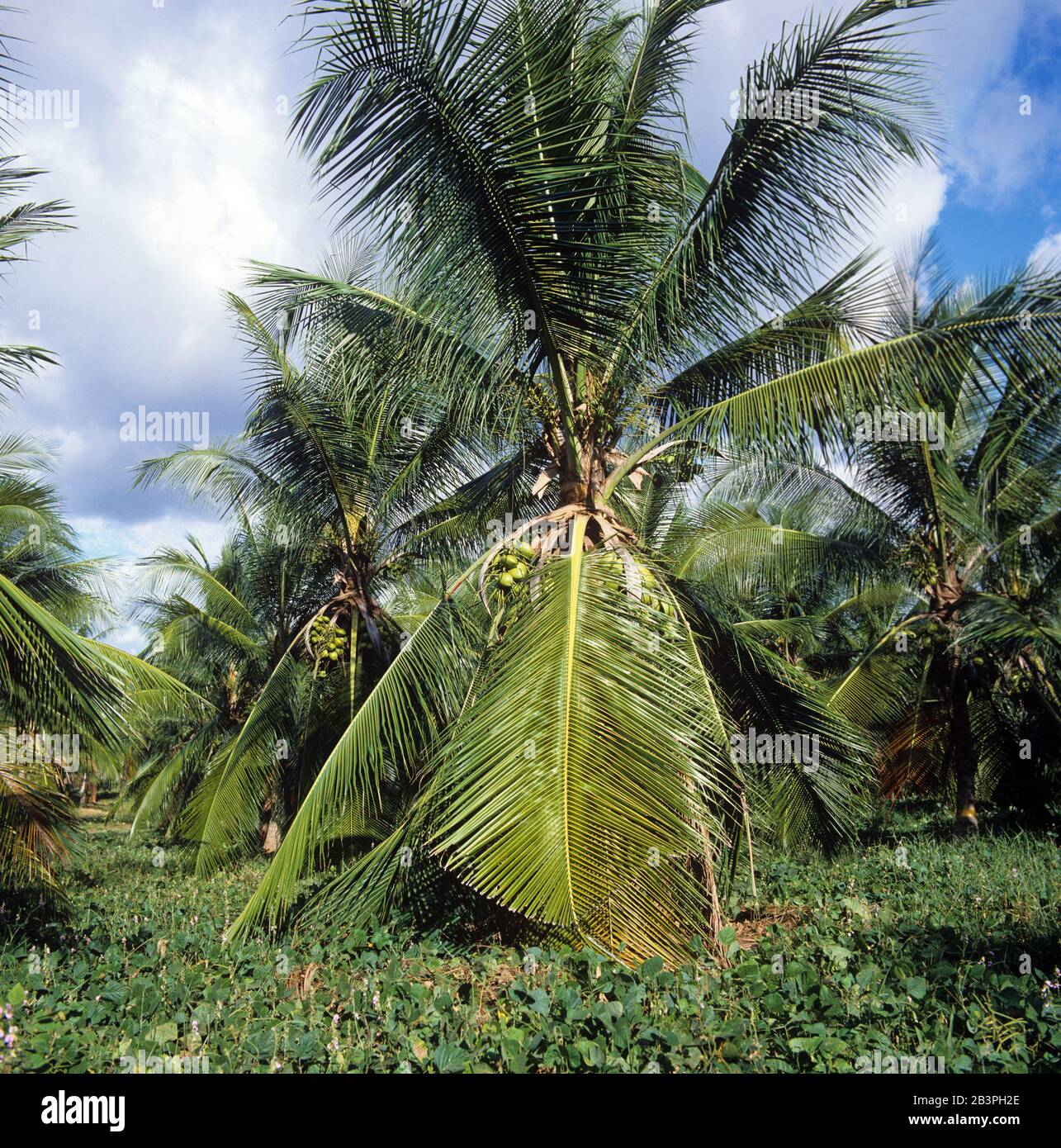 Mature coconuts on a heavily fruiting dwarf hybrid coconut (Cocos nucifera) palm on Mindanao, the Philippines, February, Stock Photo