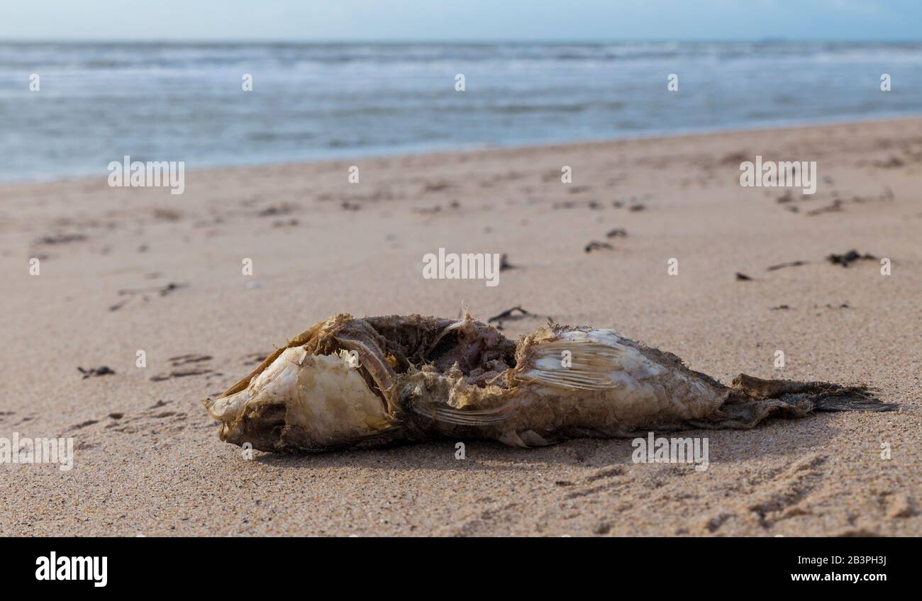 A complete fishy skeleton on the beach with little flesh left on the bones at the dutch northsea beach Stock Photo