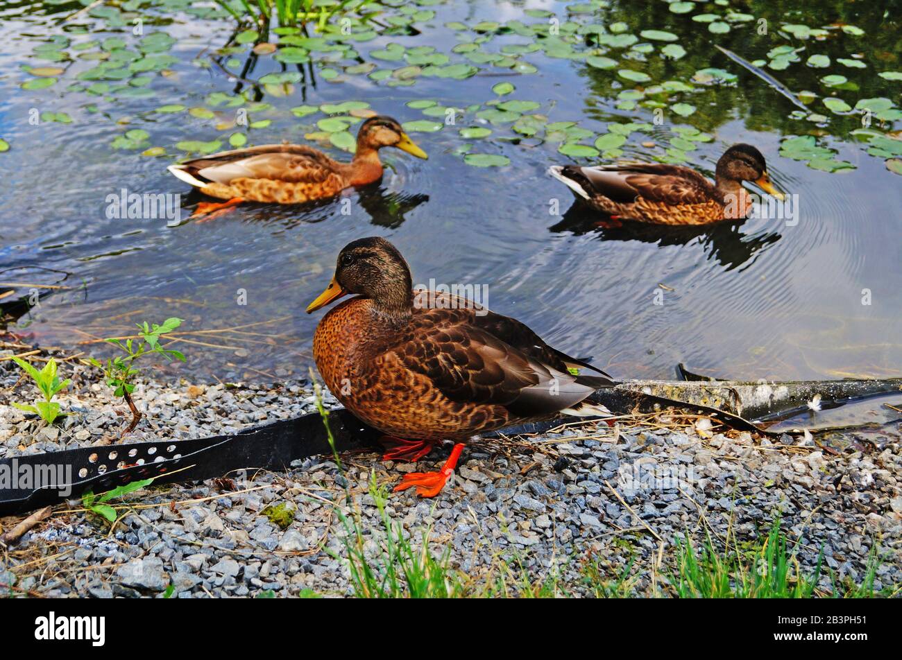 A duck with brown, white and black feathers sits on a lake on a sunny summer day Stock Photo