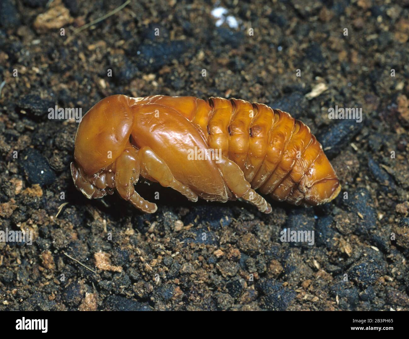Rhinocerus beetle (Oryctes rhinoceros) pupa of a serious pes of coconut palms (Cocos nucifera), Mindanao, Philippines, February Stock Photo