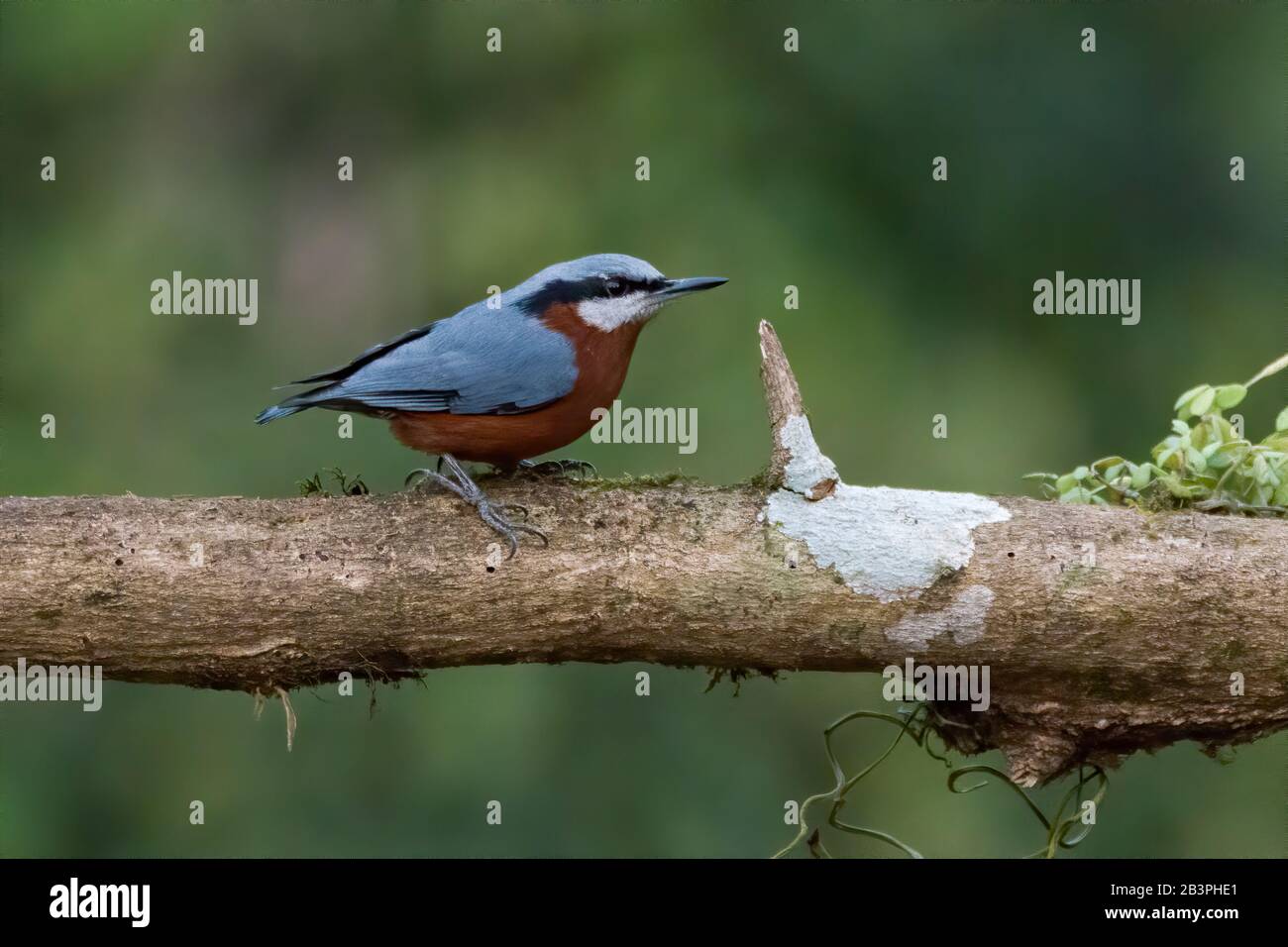 A small Chestnut-bellied nuthatch (Sitta cinnamoventris), beautifully perched on a tree branch. Stock Photo