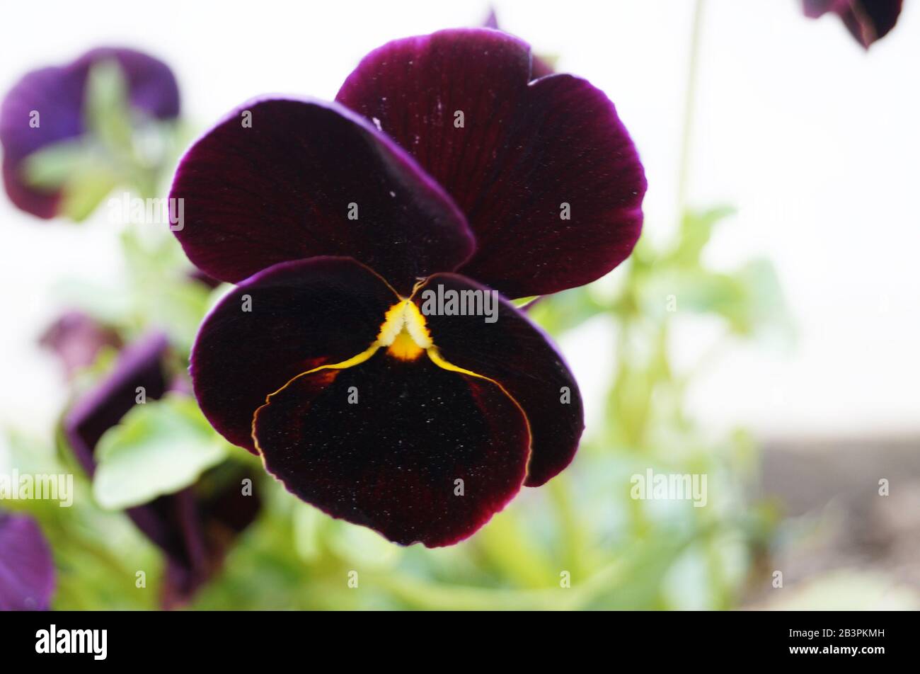 Violet flowers and buds with delicate blue, yellow, burgundy, violet and white petals on the flowerbed Stock Photo