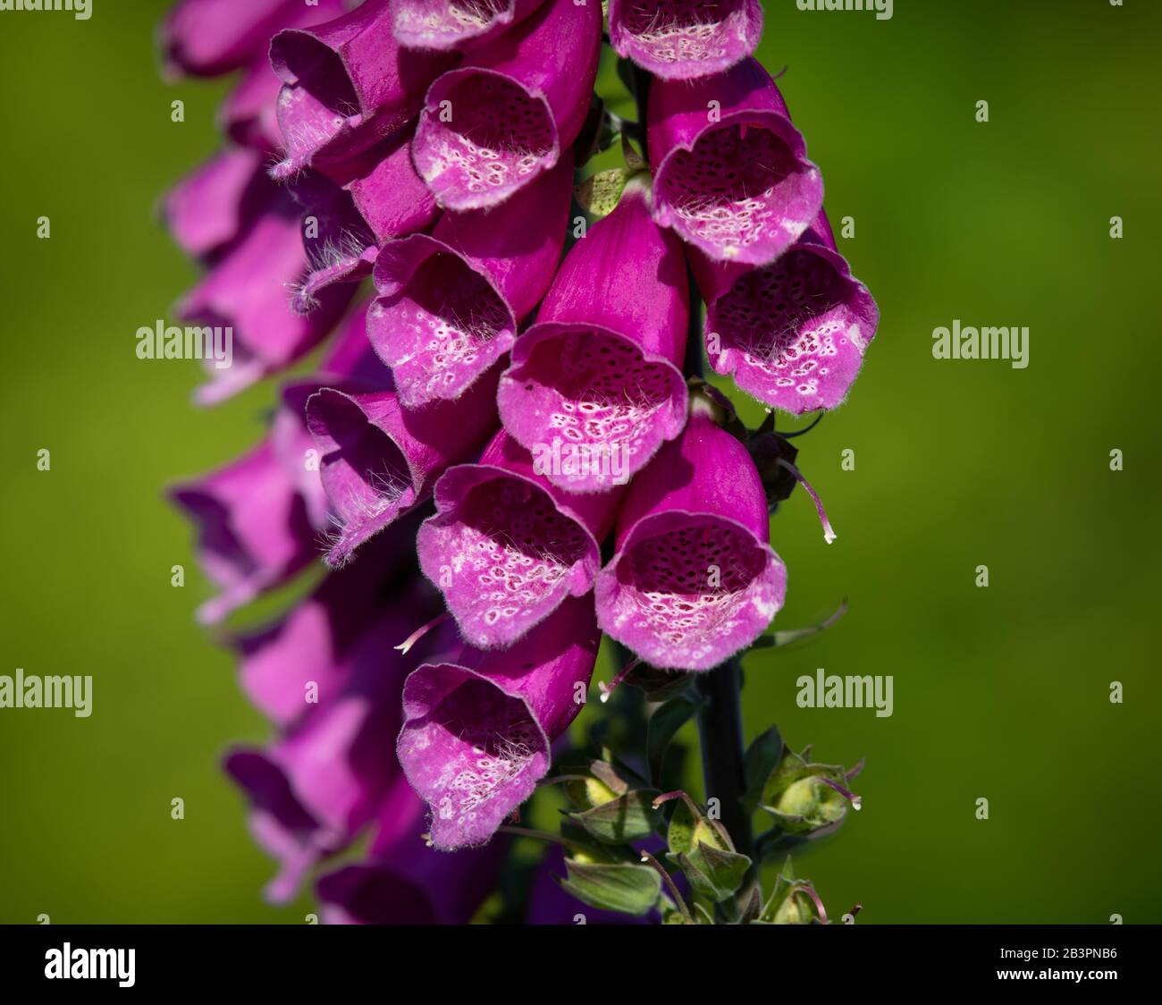 Digitalis, or foxglove flower head, shot in an English cottage garden showing flowers in closeup against a blurred green background Stock Photo