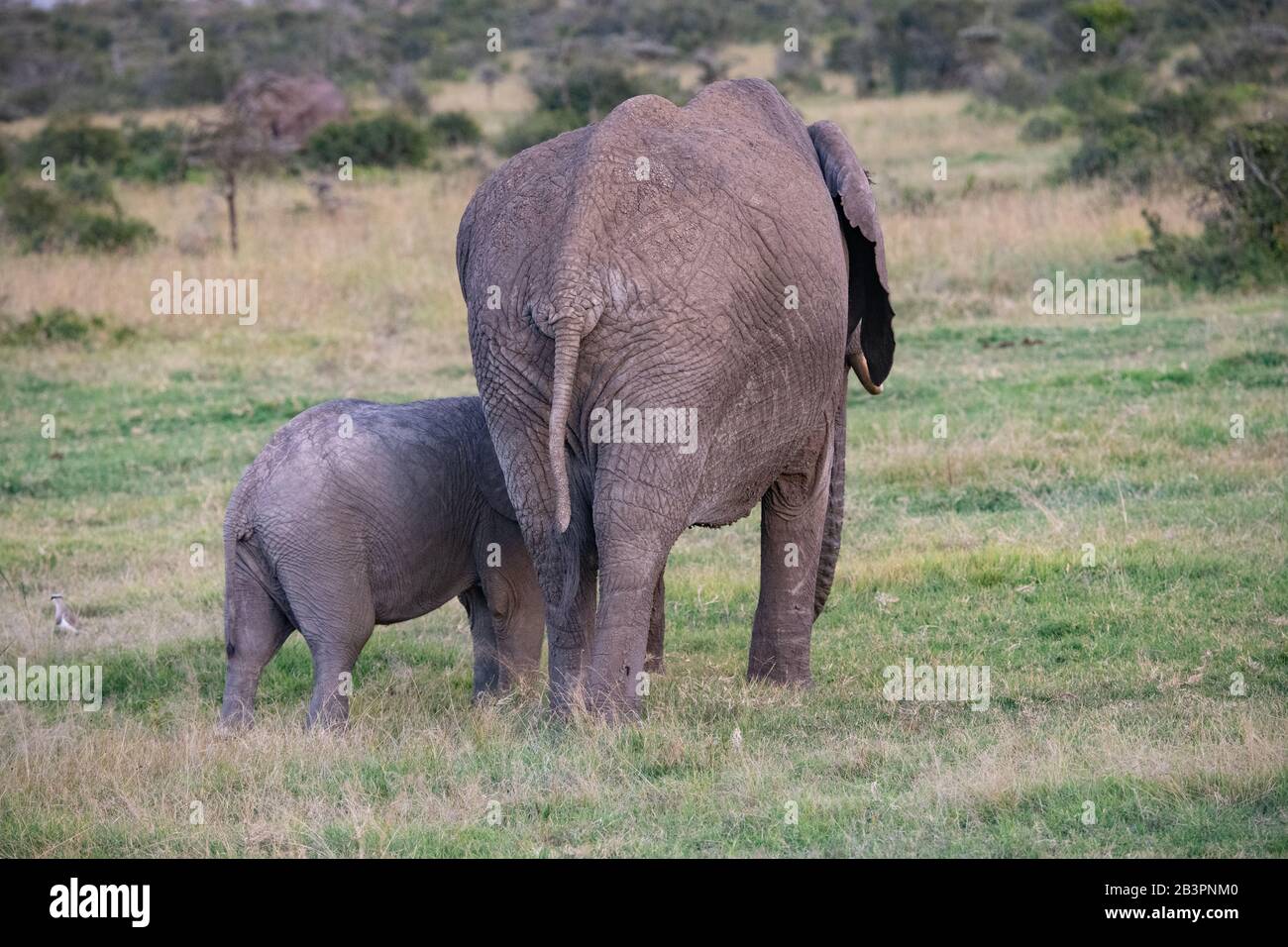 mother African elephant with her calf walking away from the camera in ...