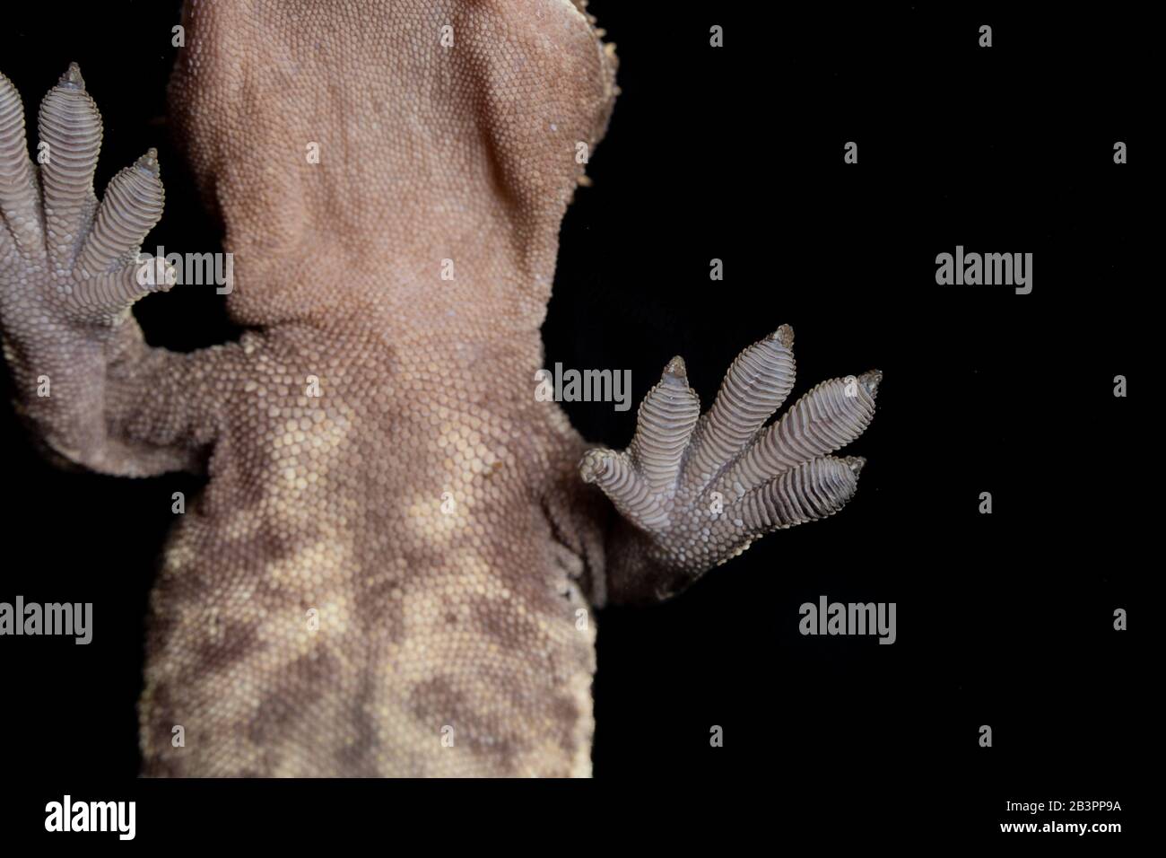 Crested Gecko Foot sticking to a piece of glass Stock Photo