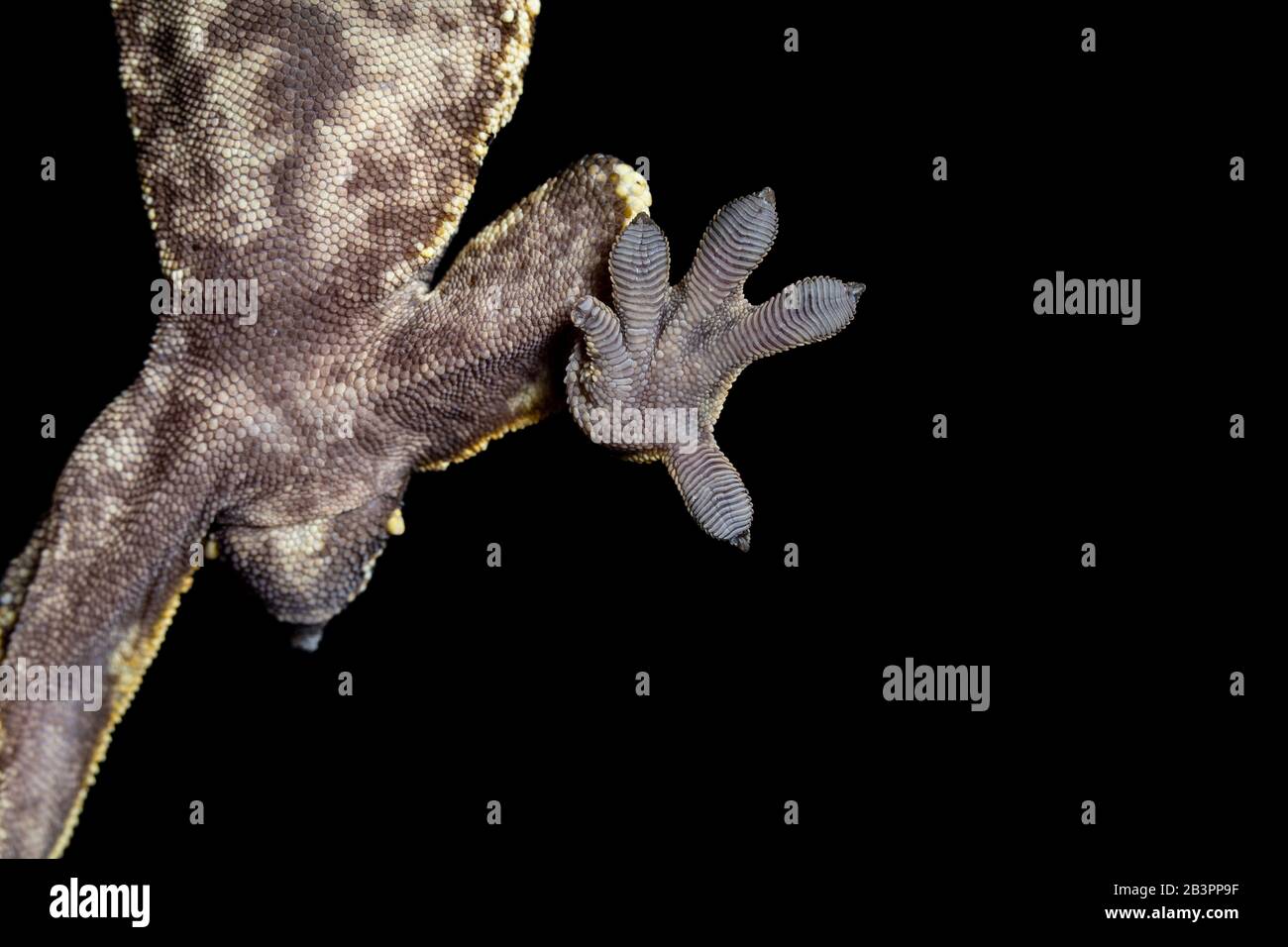 Crested Gecko Foot sticking to a piece of glass Stock Photo