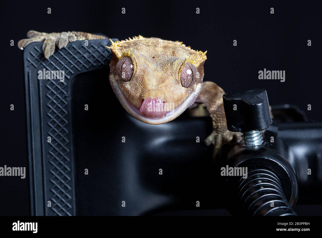 Crested Gecko portrait with tongue poking out on a photographers