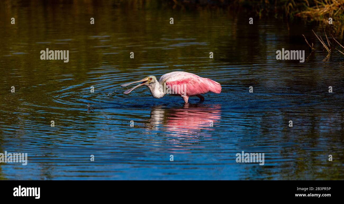 A Roseate Spoonbill (Platalea ajaja) wading and looking for food in the Merritt Island National Wildlife Refuge in Florida, USA. Stock Photo