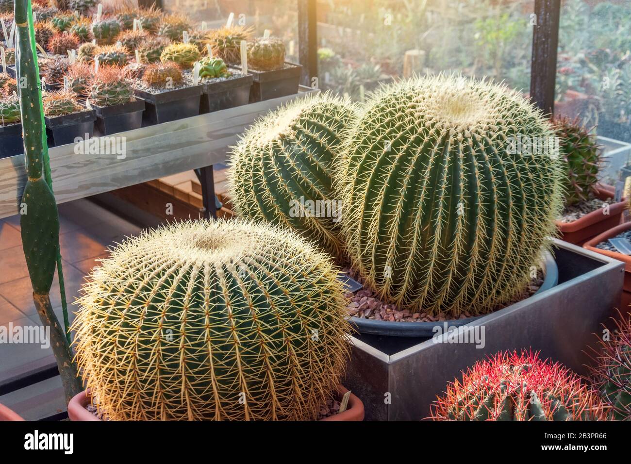 Three large round cacti in a tropical desert greenhouse Stock Photo