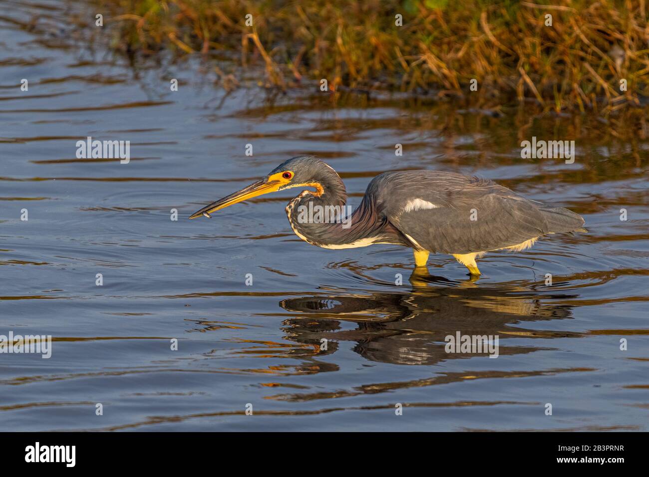 A Tricolored Heron (Egretta tricolor) wading, holding a small fish in its beak in the waters of Merritt Island National Wildlife Refuge, Florida, USA. Stock Photo