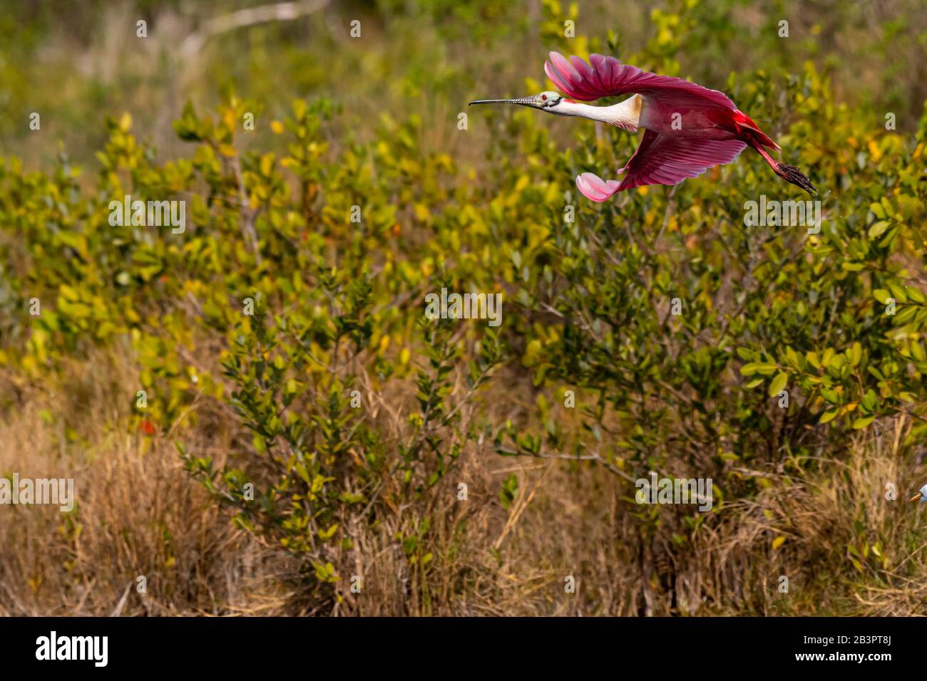A Roseate Spoonbill (Platalea ajaja) in flight against a green foliage background in Florida, USA. Stock Photo