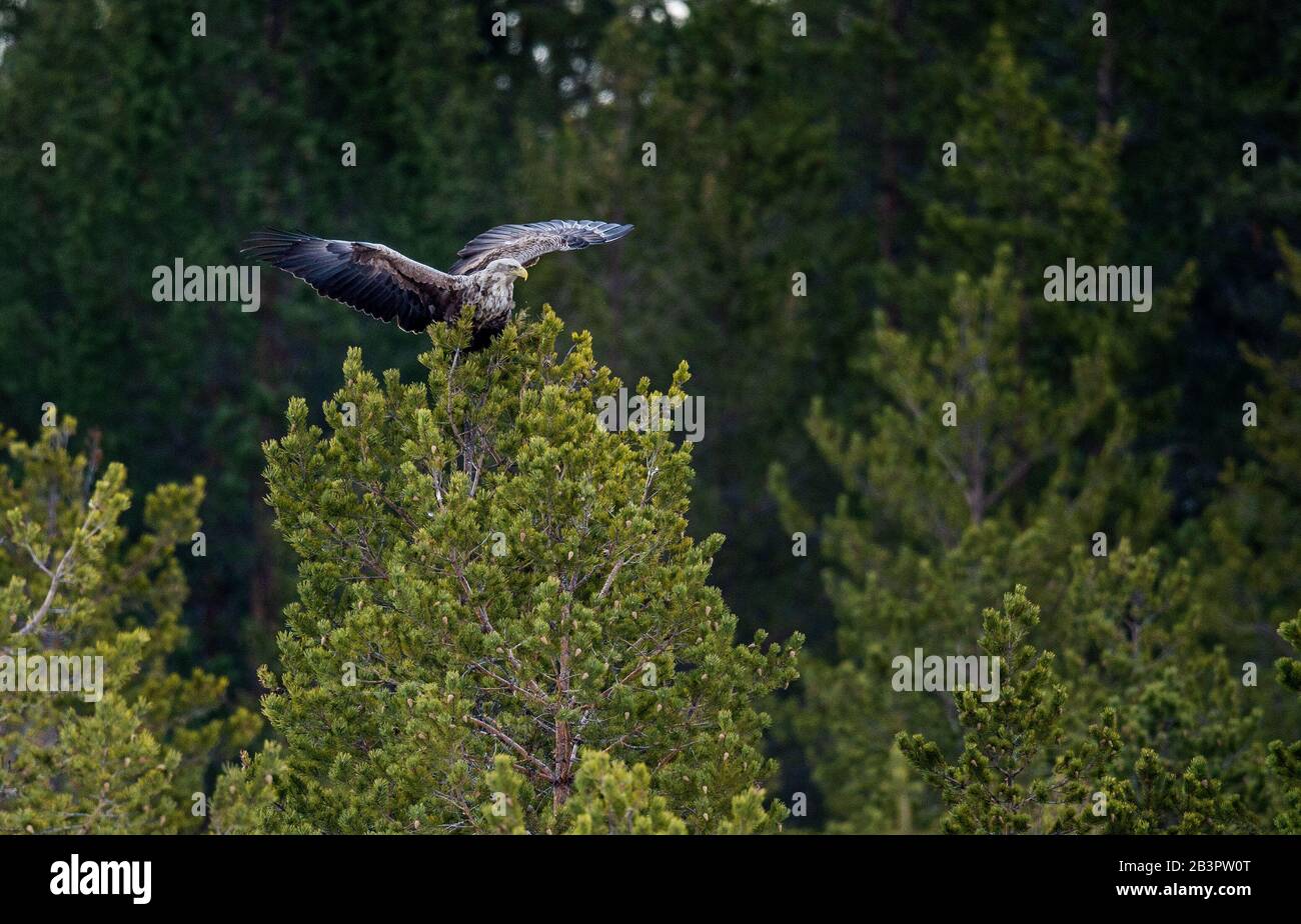 White-tailed eagle on the tree. Scientific name: Haliaeetus albicilla, Ern, erne, gray eagle, Eurasian sea eagle and white-tailed sea-eagle. Summer se Stock Photo