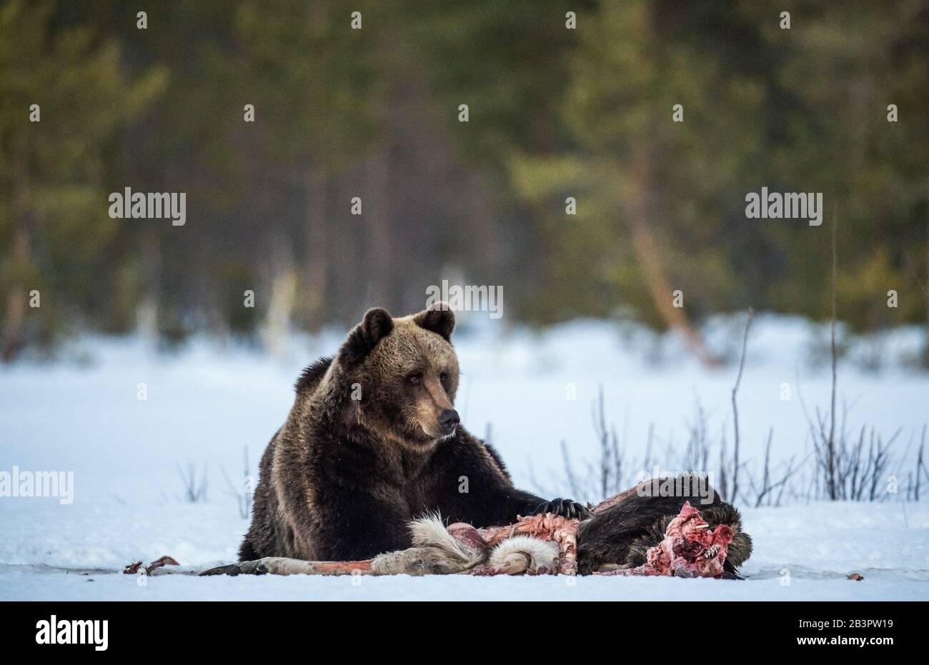 Когда просыпаются медведи в сибири. Медведь проснулся. Русский медведь проснулся после спячки. Бешеный русский медведь. В какое время просыпается медведь.